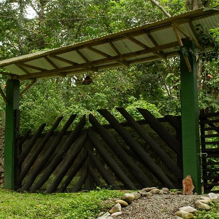 Smile Jungle Hostel Puerto Viejo de Talamanca المظهر الخارجي الصورة
